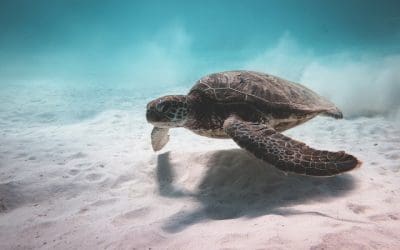 Tips for Choosing a Social Media Platform for Your Business