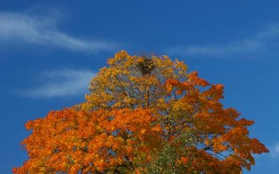 How to Improve Your Google Ads Quality Score